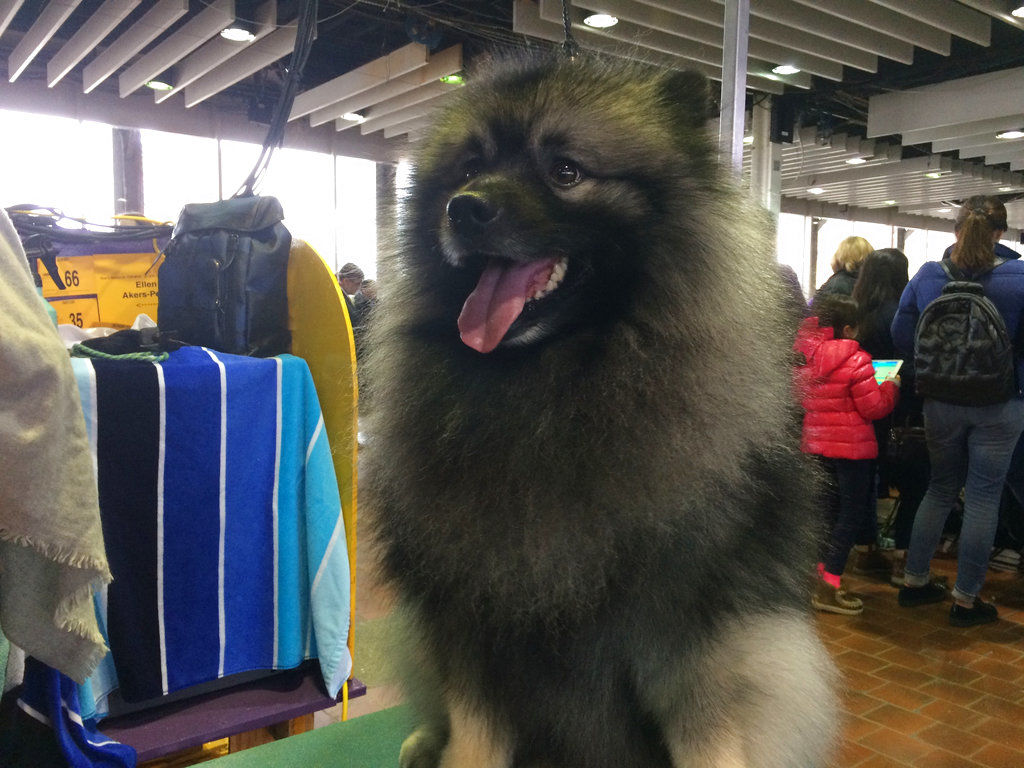 Westminster Dog Show